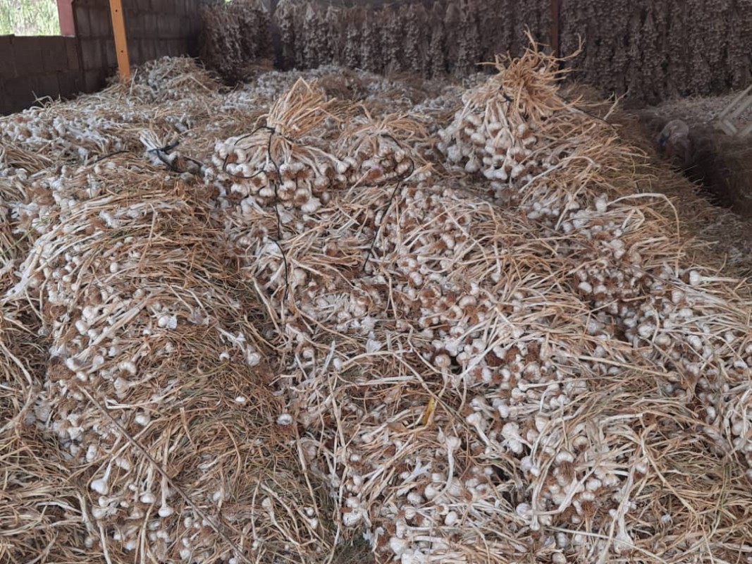 GARLIC from Zimbabwe